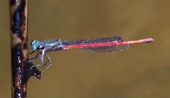 Image of Oxyagrion sulmatogrossense Costa, de Souza & Santos 2000