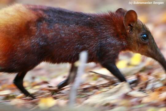 Image of Golden-rumped Elephant Shrew