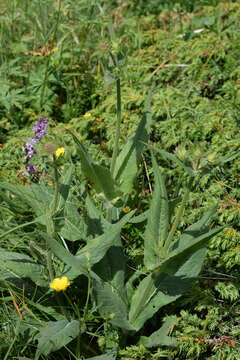 Image of Knautia baldensis A. Kerner ex Borbás