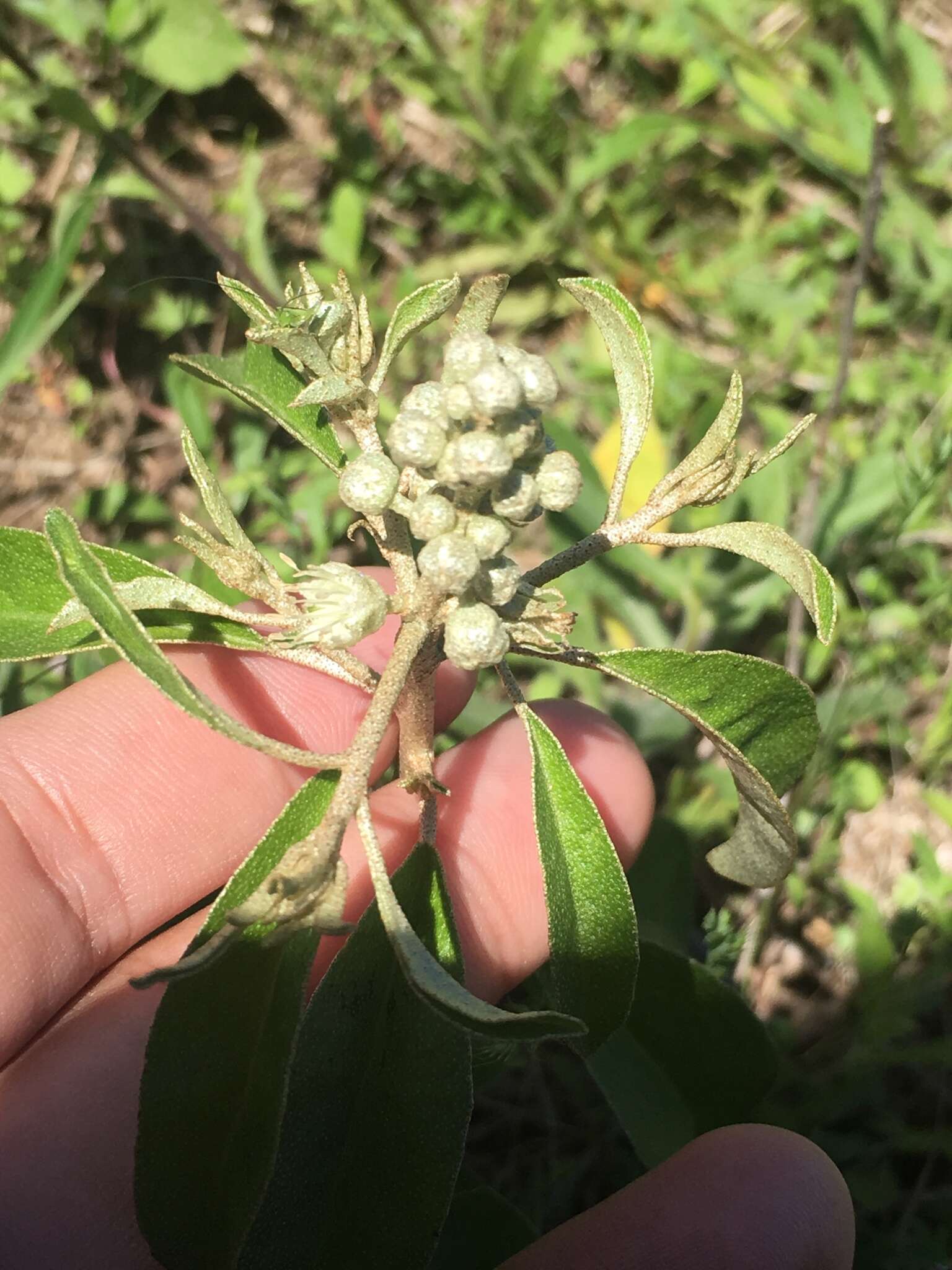 Слика од Croton argyranthemus Michx.