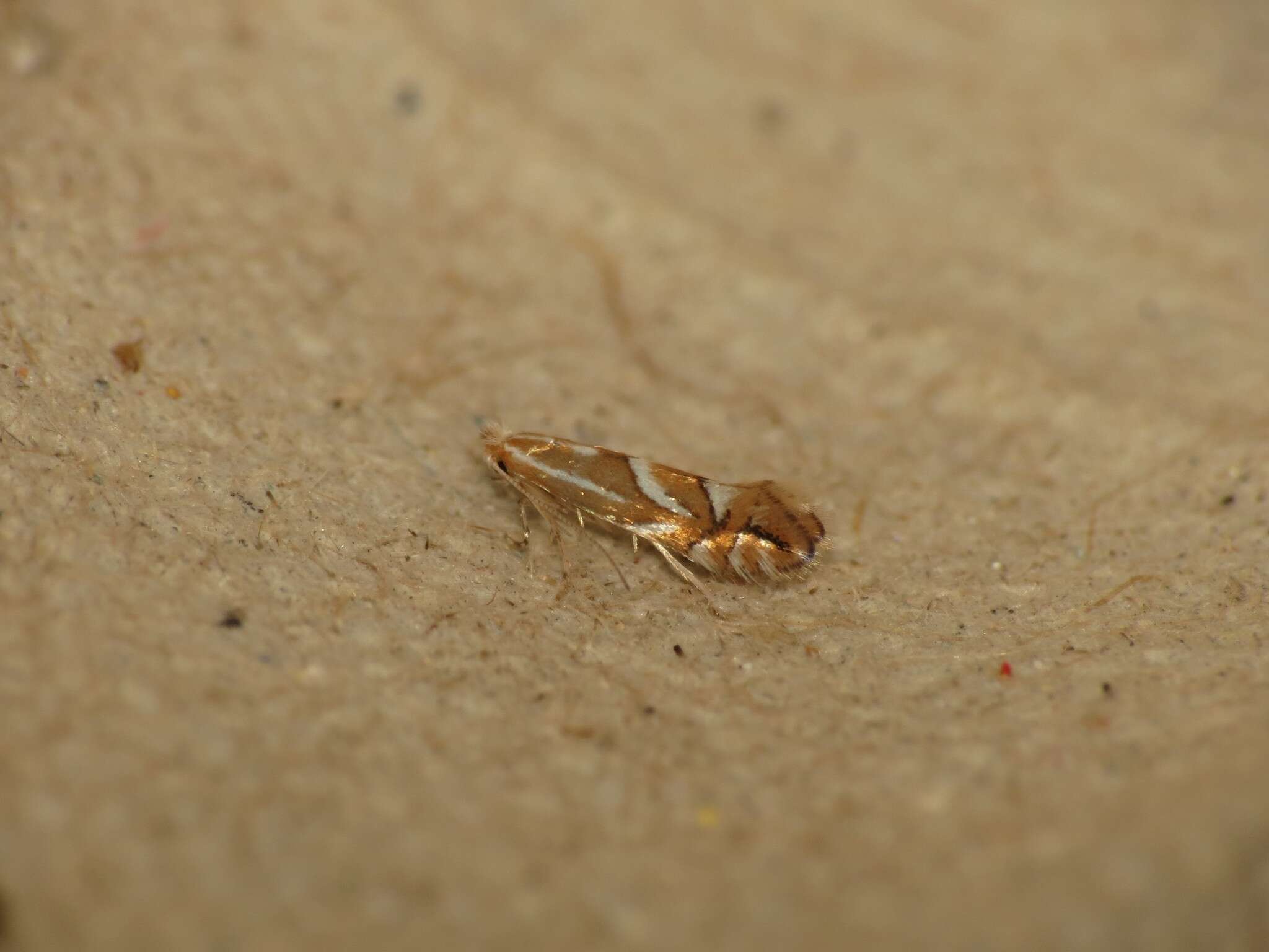 Image de Phyllonorycter dubitella (Herrich-Schäffer 1855)