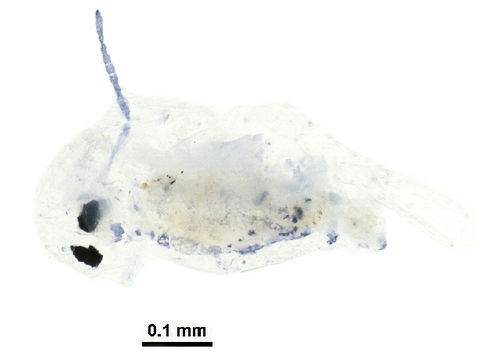 539.rrssc bioug23892 e03 1446036672 jpg.580x360