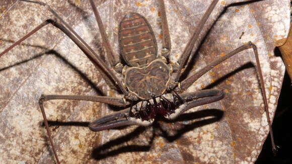 Image of Heterophrynus batesii (Butler 1873)