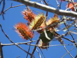 Combretum fruticosum (Loefl.) Stuntz resmi