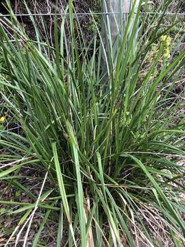 Image of Dianella brevicaulis (Ostenf.) G. W. Carr & P. F. Horsfall