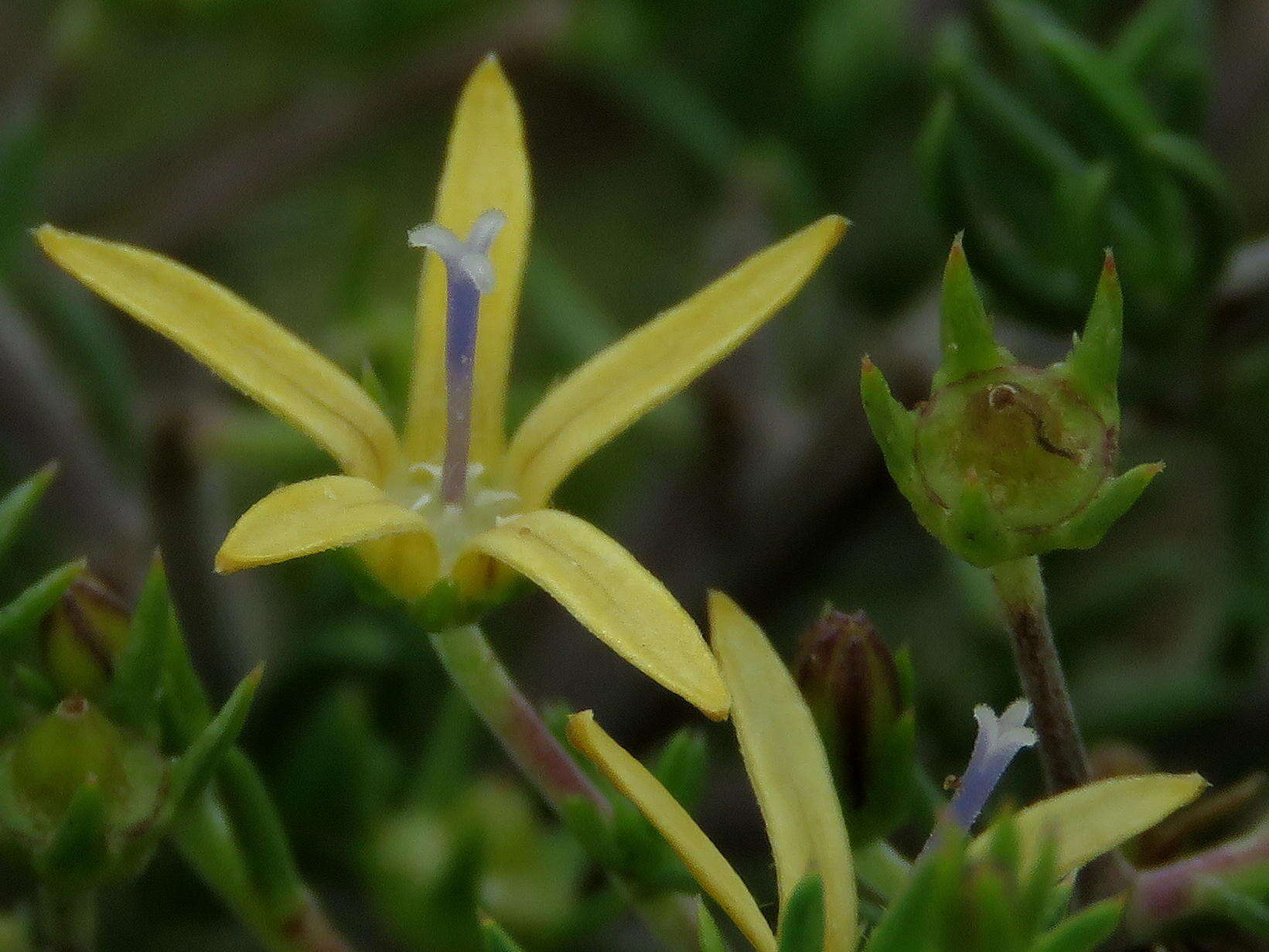 Image of Wahlenbergia albens (Spreng. ex A. DC.) Lammers