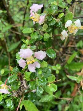 Image of Dwarf Holly