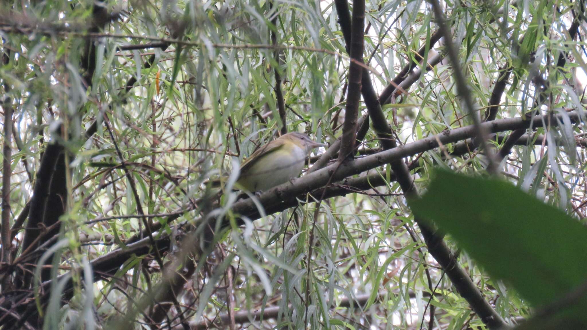 Слика од Vireo flavoviridis (Cassin 1851)