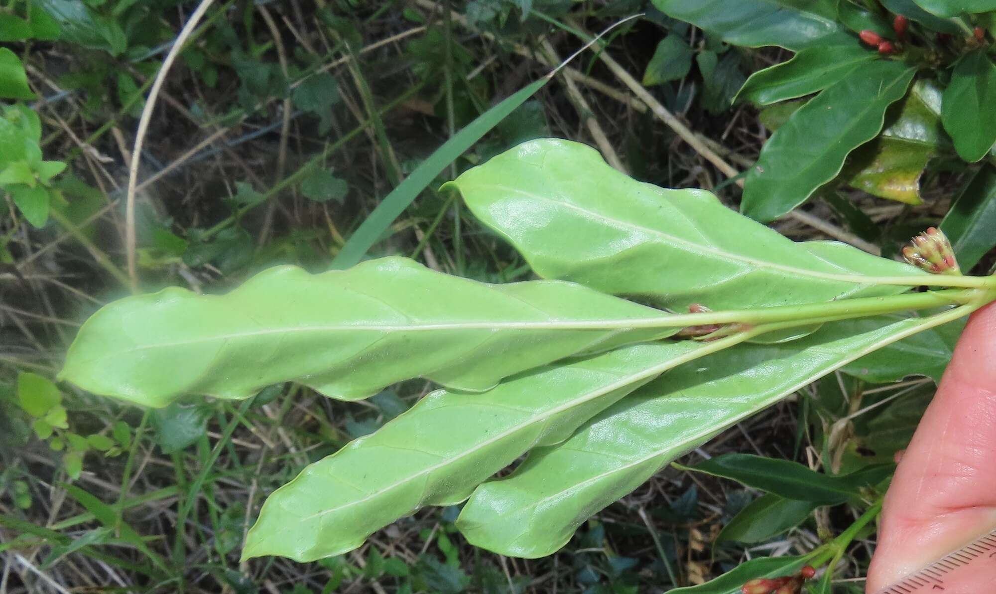 Image of Mitriostigma axillare Hochst.