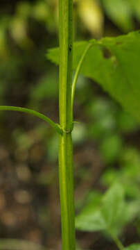 Image of Yellow Giant Hyssop