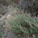 Sivun Teucrium divaricatum subsp. divaricatum kuva