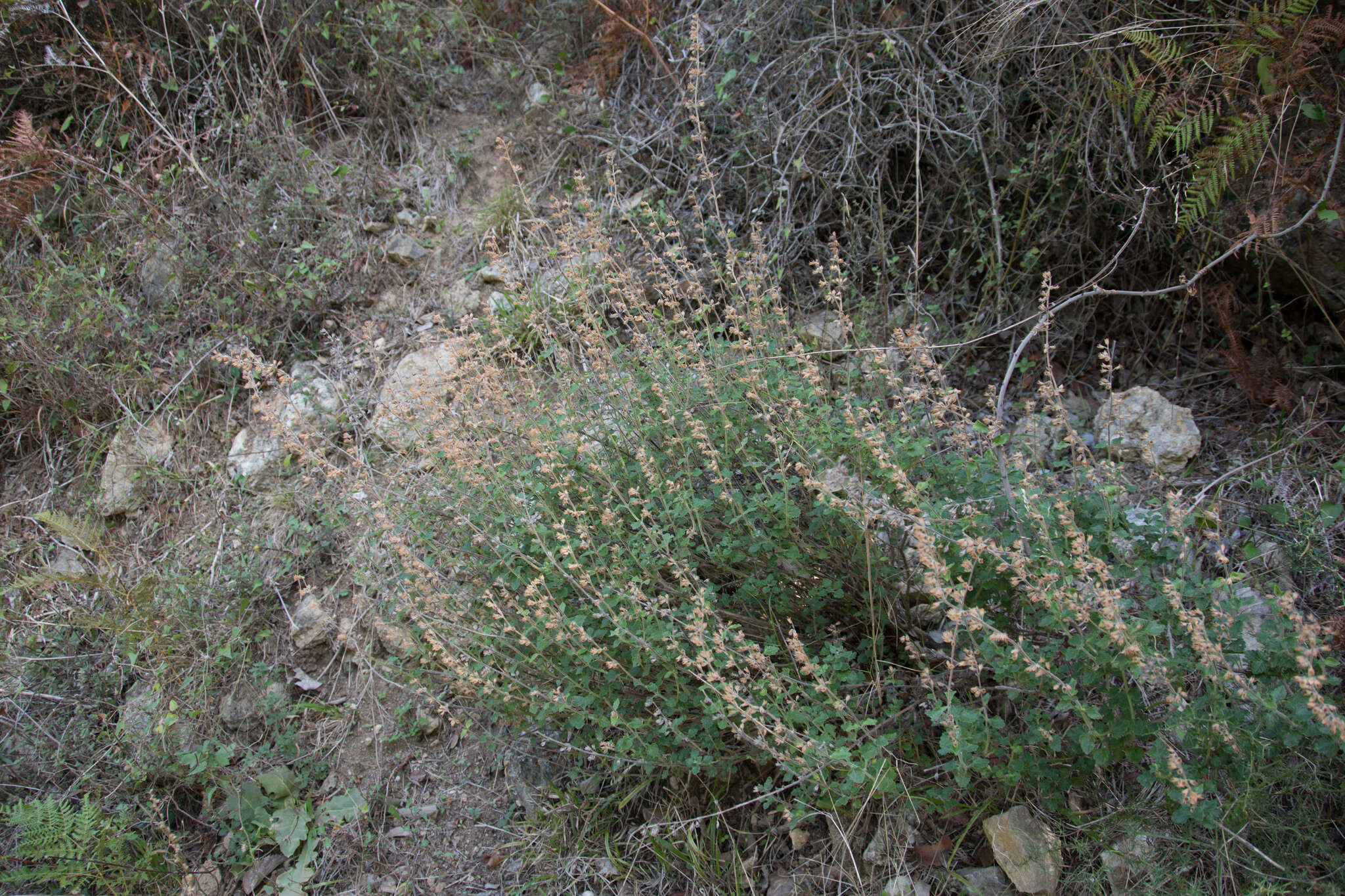 Image of Teucrium divaricatum subsp. divaricatum