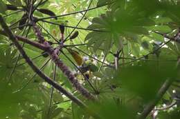 Image of Yellow-whiskered Greenbul