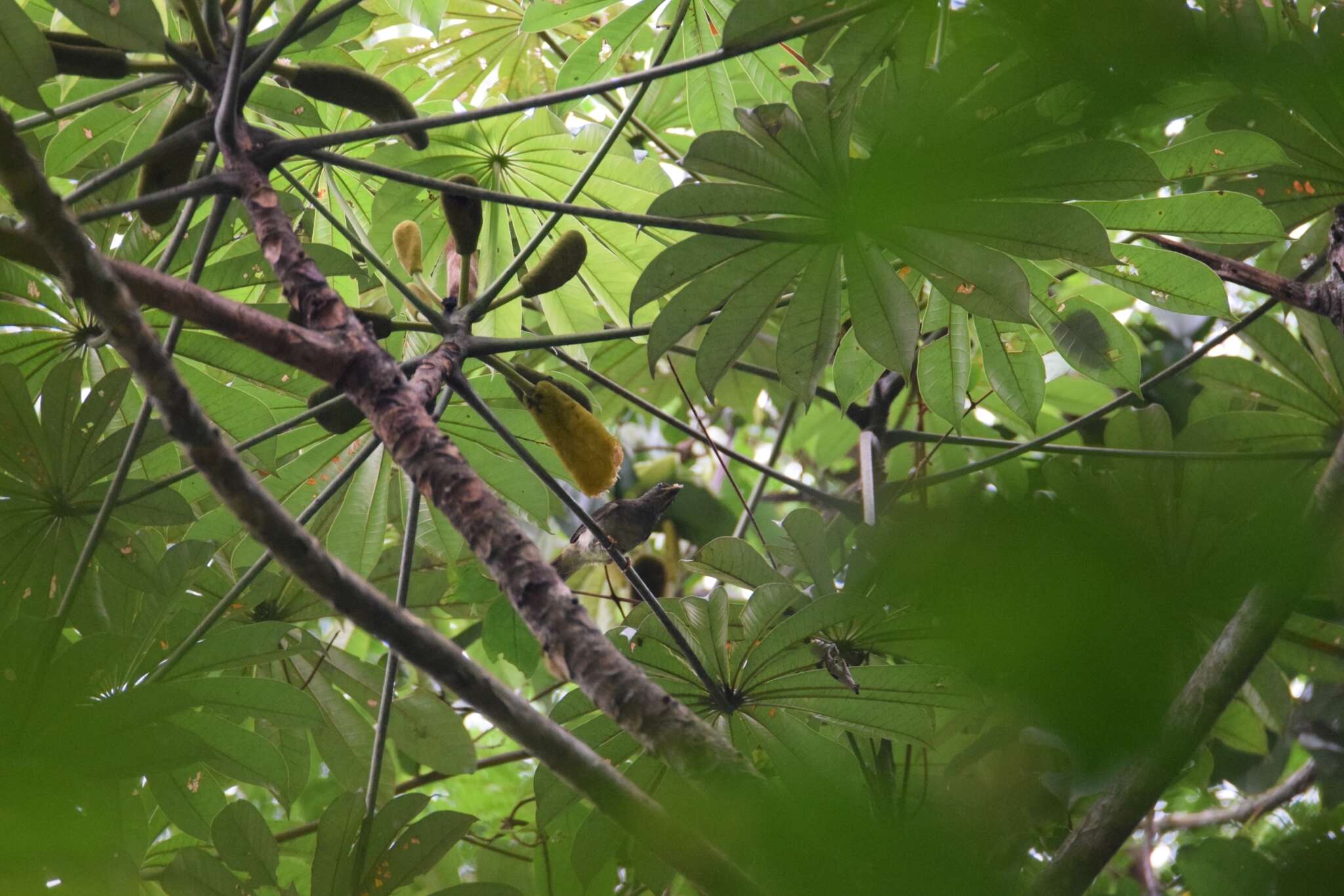 Imagem de Eurillas latirostris (Strickland 1844)