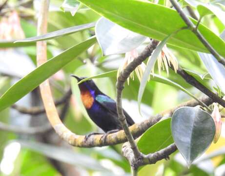 Image of Copper-throated Sunbird