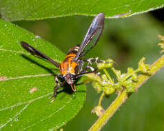 Image of Adixoa pyromacula Fischer 2011