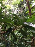 Imagem de Lethedon salicifolia (Labill.) Aymonin