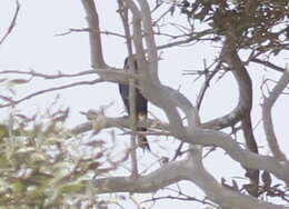 Image of Sooty Falcon