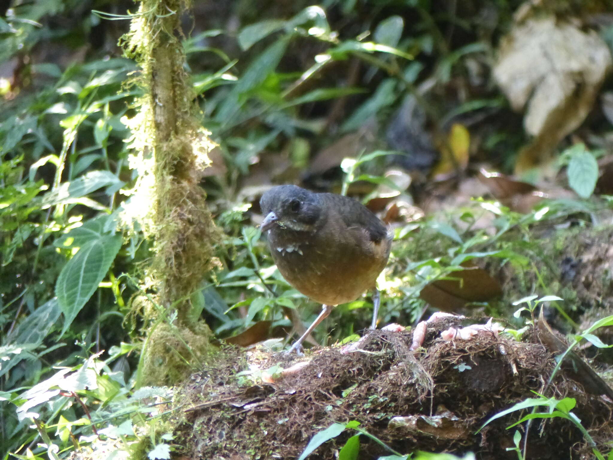 Image of Moustached Antpitta