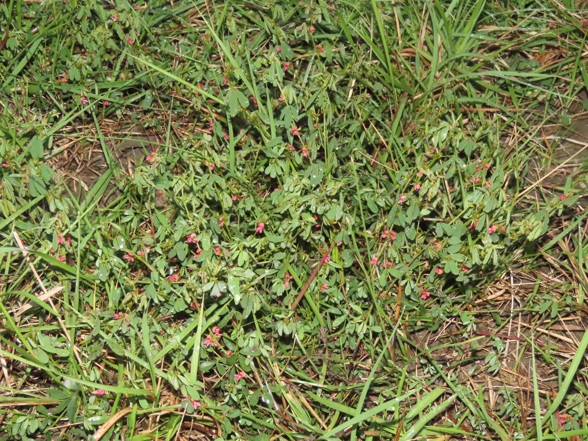 Indigofera trifoliata var. glandulifera (Hayata) S. S. Ying的圖片