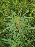 Image of tidalmarsh amaranth