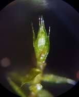 Imagem de Bryum gemmiferum R. Wilczek & Demaret 1976