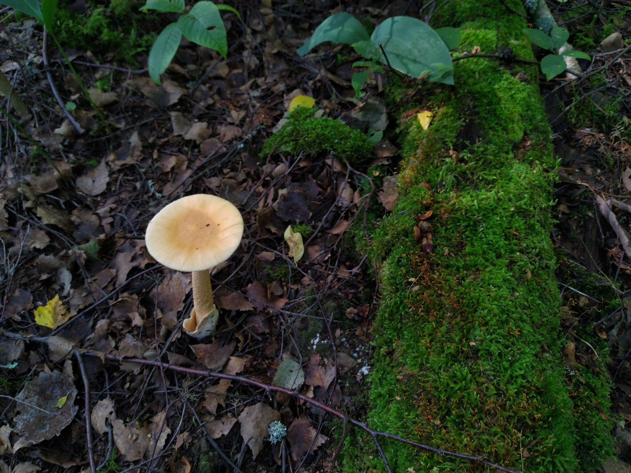 Image of Orange Grisette