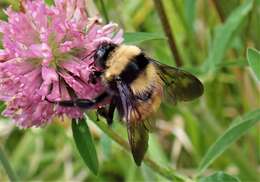 صورة Bombus robustus Smith 1854