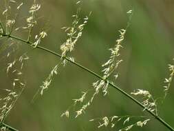 Image of Indian rice