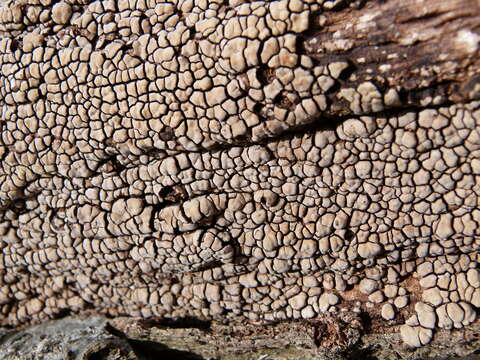 Image of Ceramic fungus