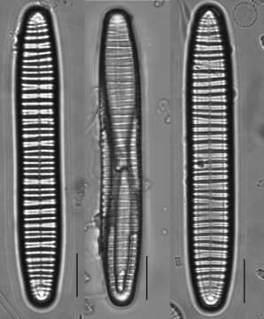 Imagem de Diatoma vulgaris