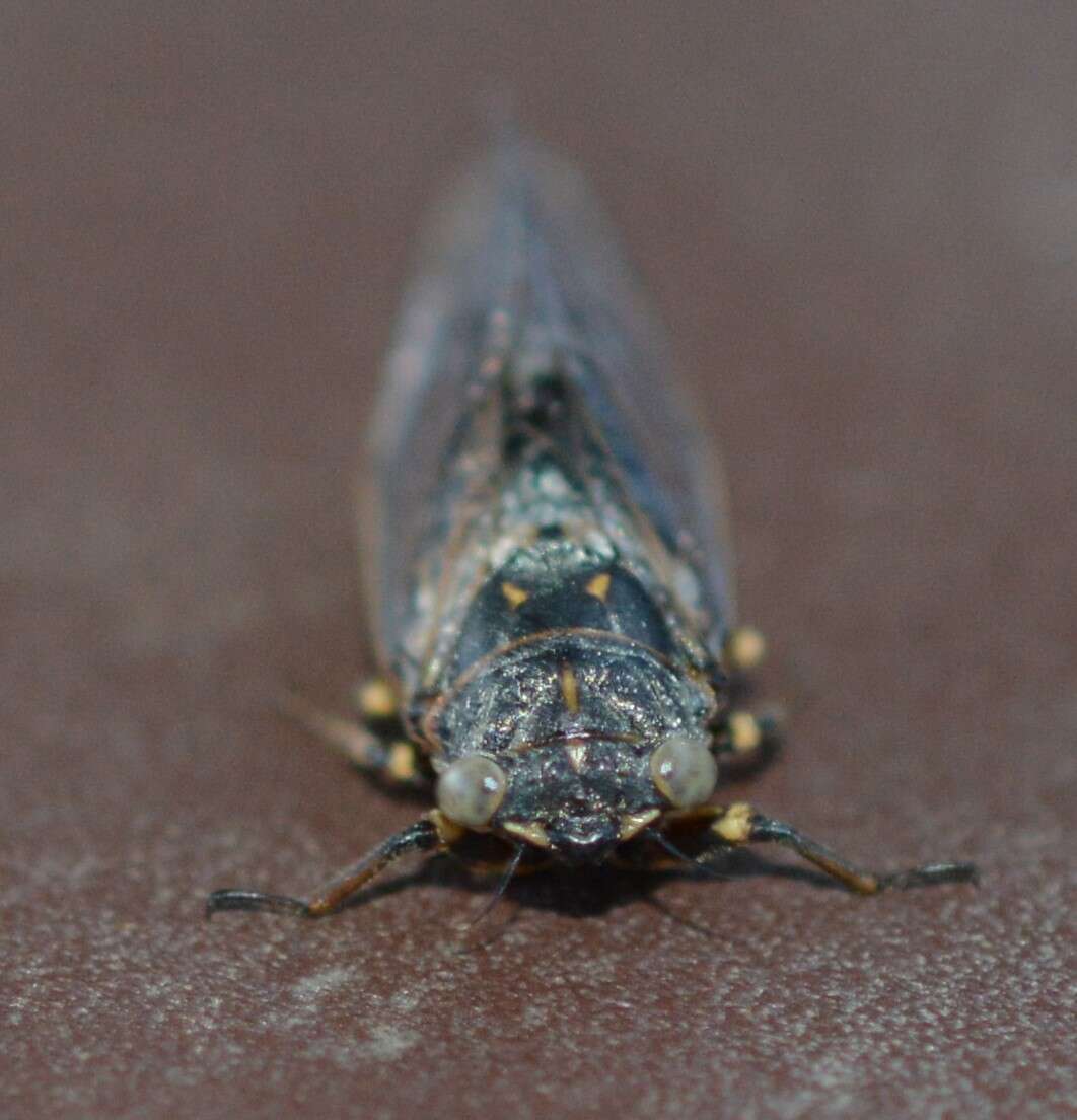 Tettigettula pygmea (Olivier 1790)的圖片