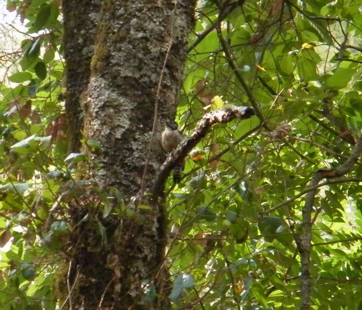 Image of Himalayan Woodpecker