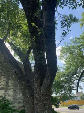 Image of Mexican Ash