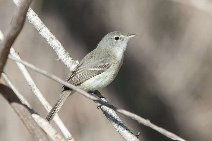 Vireo bellii pusillus Coues 1866 resmi