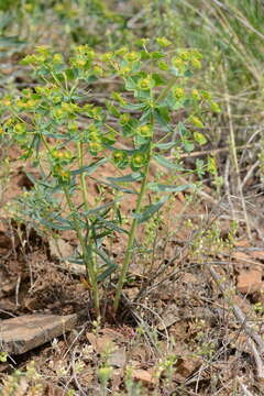 Euphorbia caesia Kar. & Kir. resmi