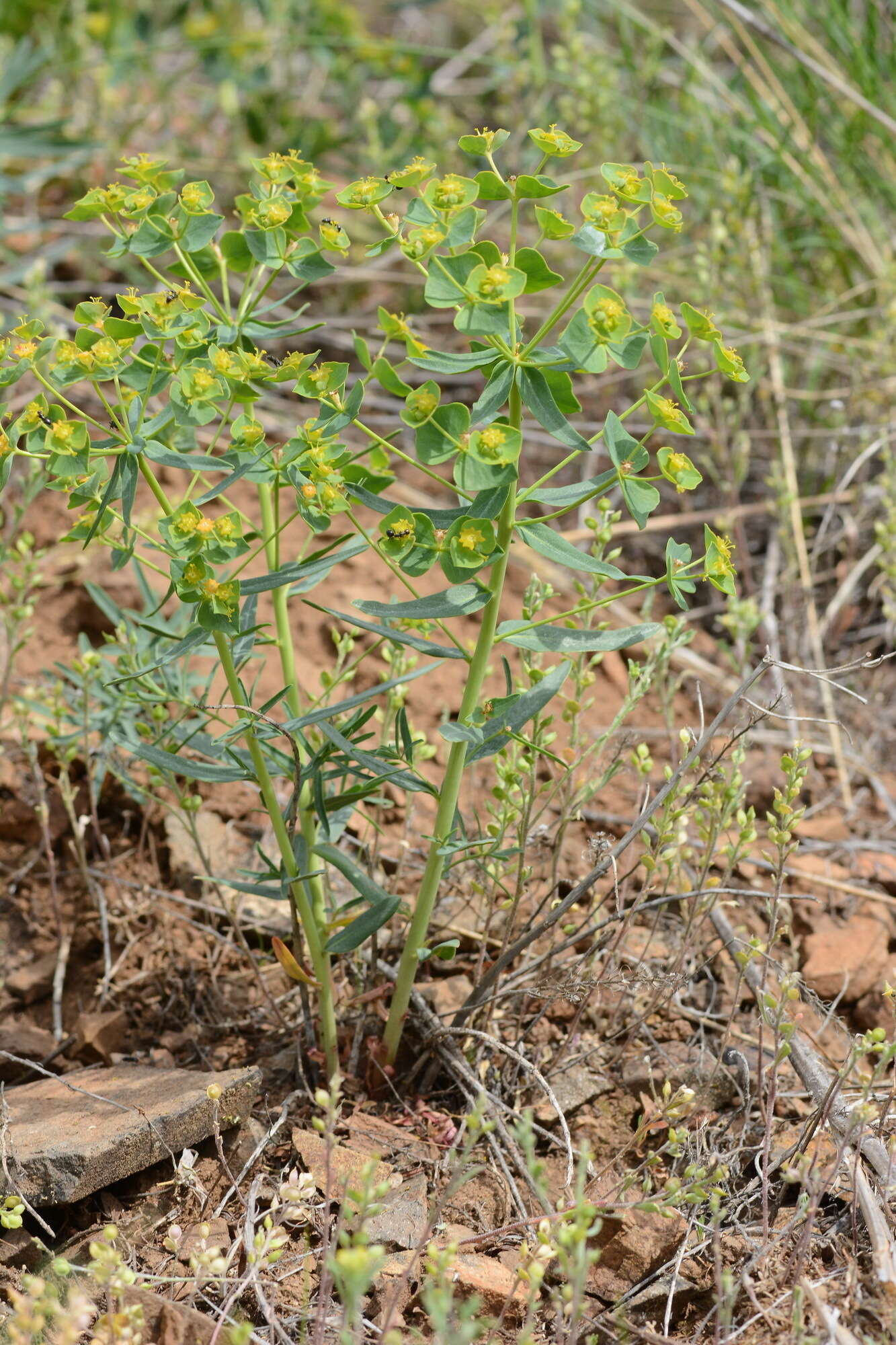 Слика од Euphorbia caesia Kar. & Kir.