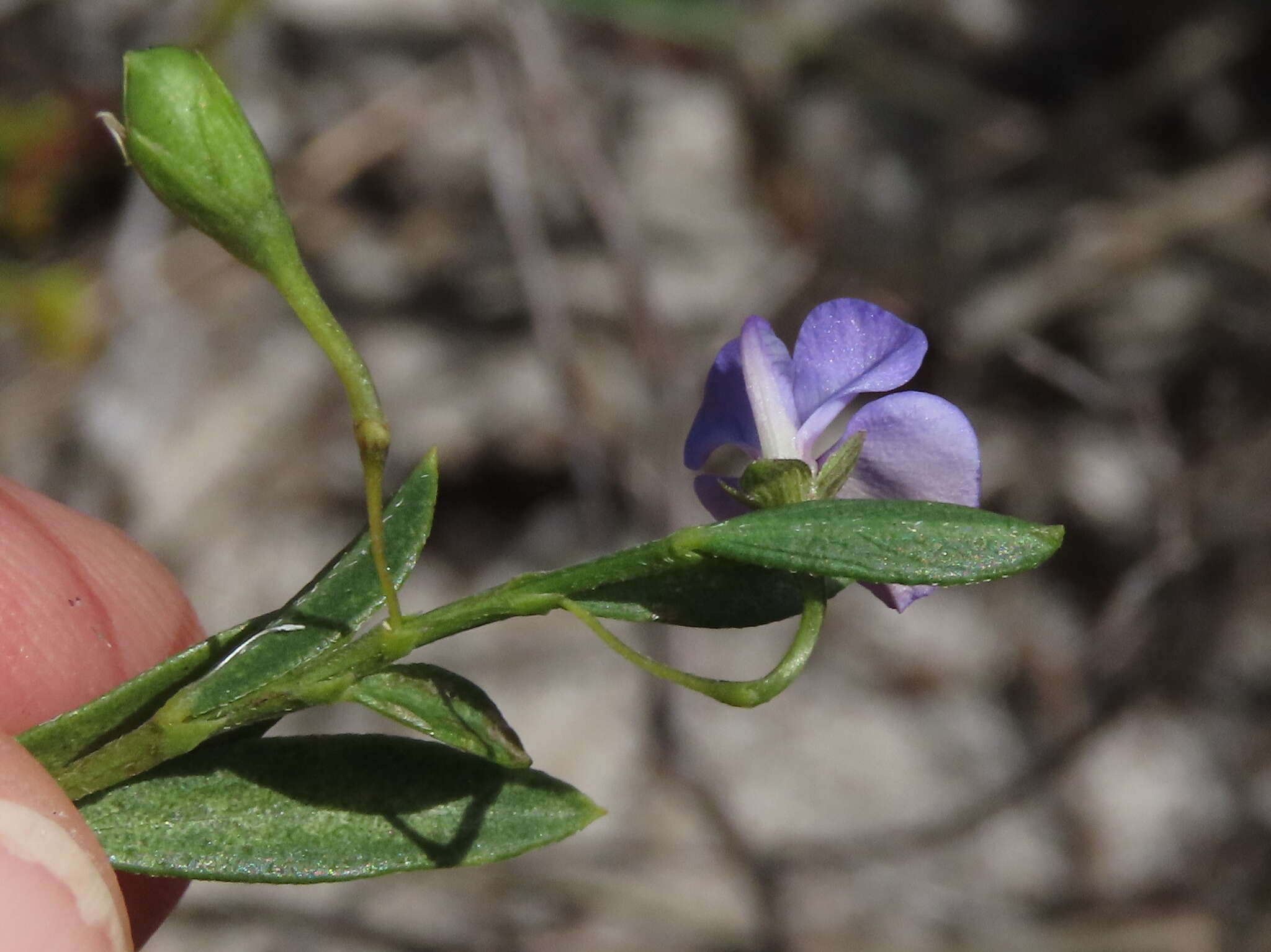 Plancia ëd Psoralea monophylla (L.) C. H. Stirt.