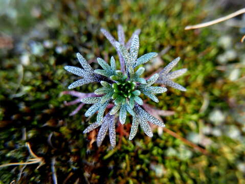 Plancia ëd Saxifraga willkommiana Boiss. ex Engl.