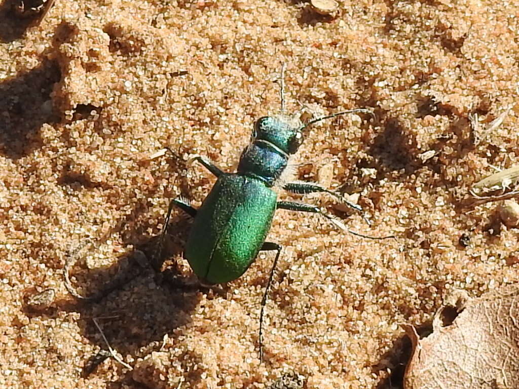 Image of Cicindela (Cicindela) scutellaris flavoviridis Vaurie 1950