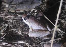 Image of Pale Frog