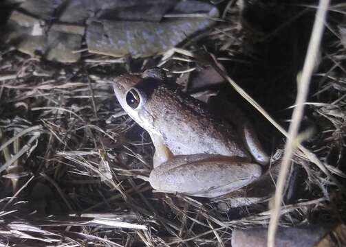 Image de Litoria pallida Davies, Martin & Watson 1983