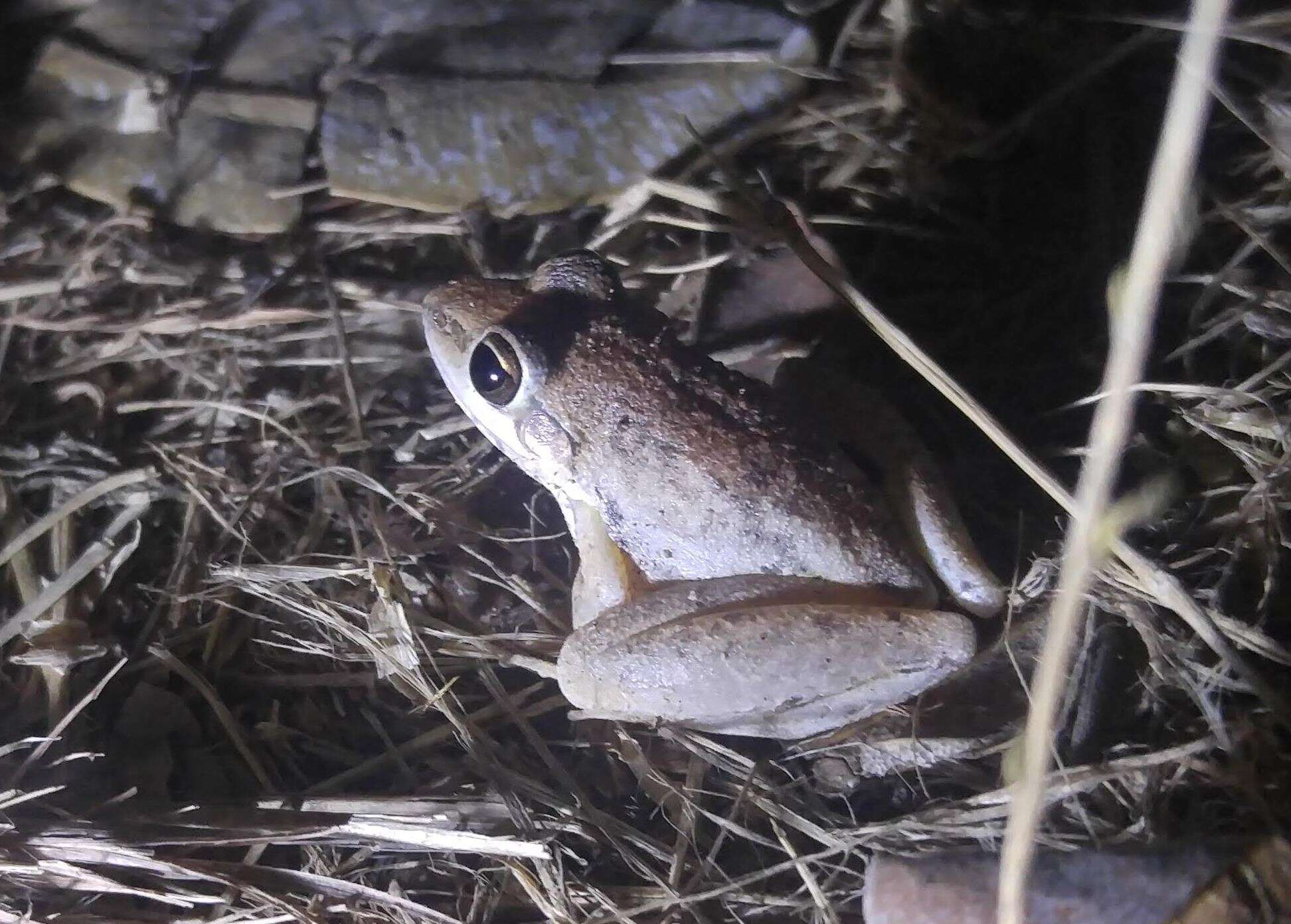 Litoria pallida Davies, Martin & Watson 1983的圖片