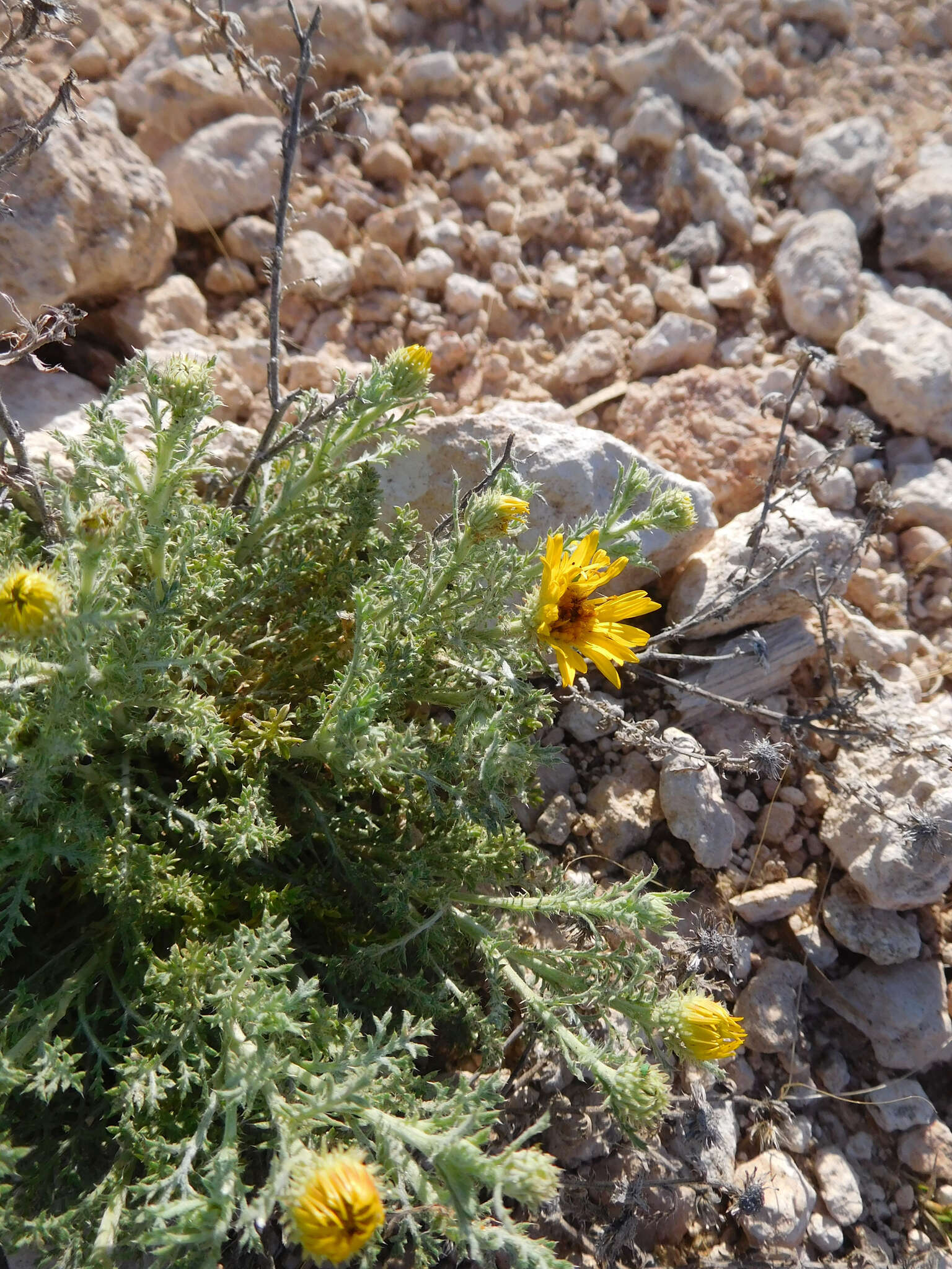 Sivun Xanthisma spinulosum (Pursh) D. R. Morgan & R. L. Hartman kuva