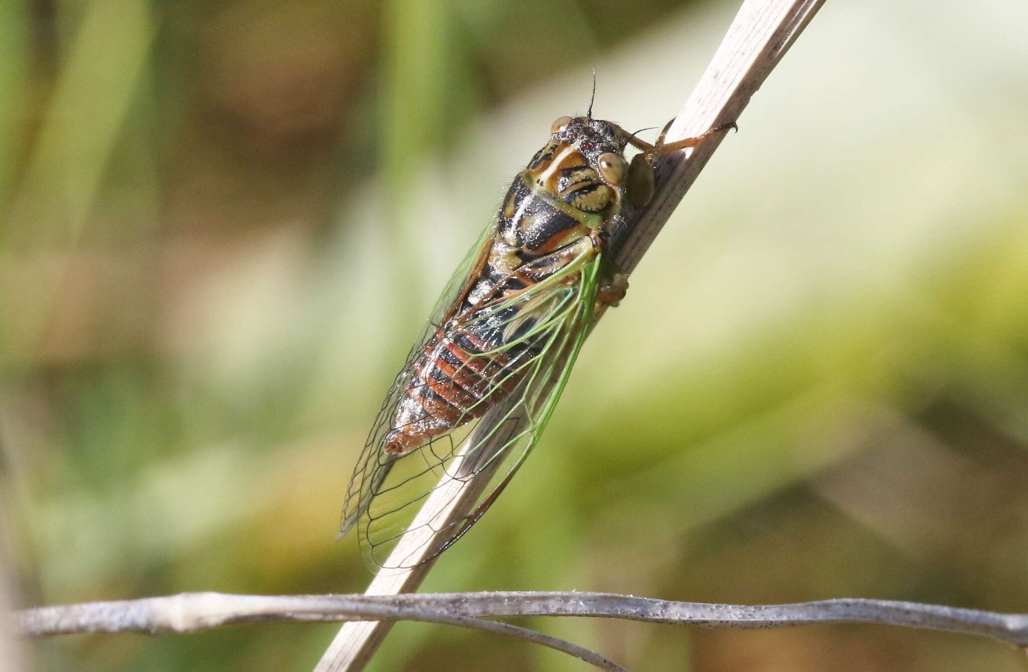 Image of blood redtail cicada