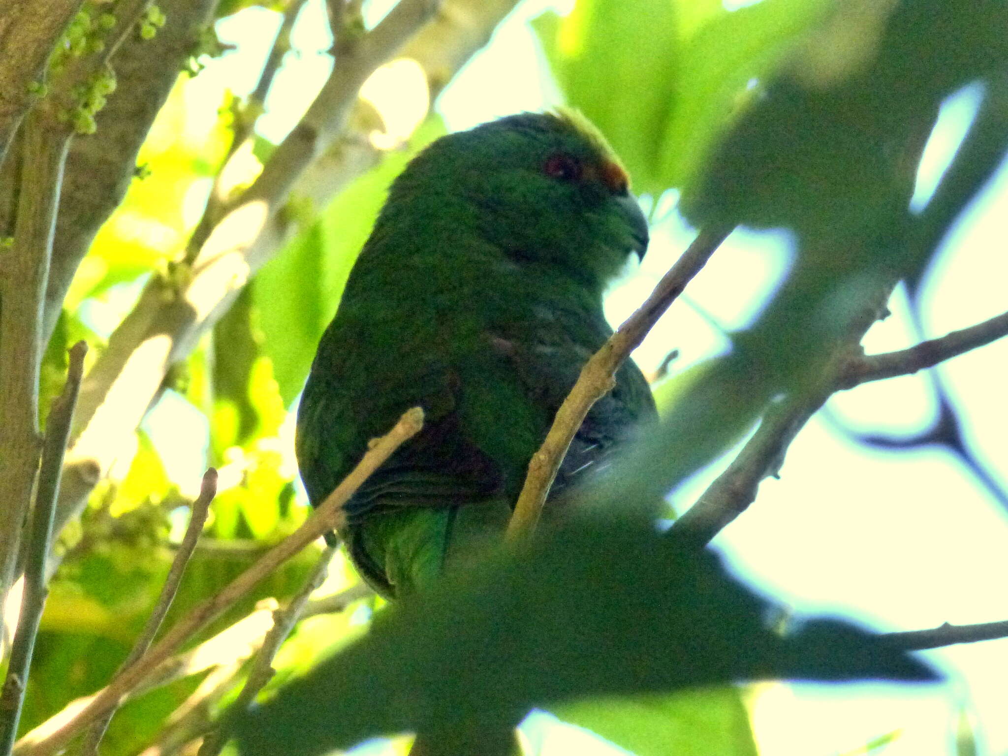 Image of Malherbe's Parakeet