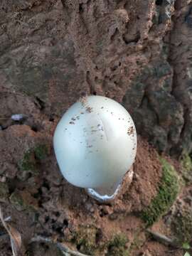 Image of Amanita chepangiana Tulloss & Bhandary 1992