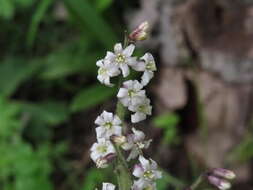 Слика од Maianthemum szechuanicum (F. T. Wang & Tang) H. Li