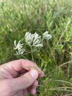 Eupatorium leucolepis (DC.) Torr. & A. Gray resmi