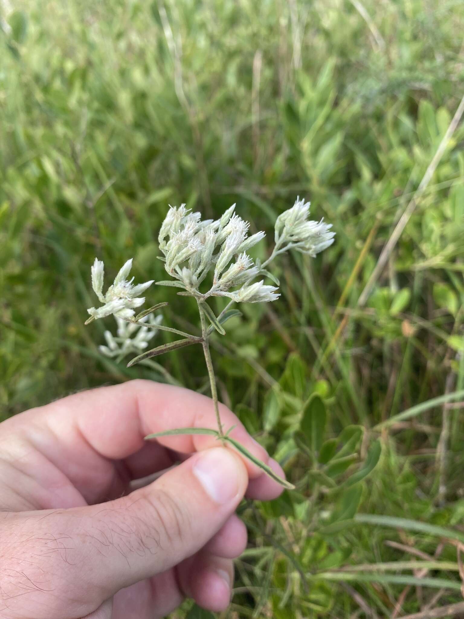 Plancia ëd Eupatorium leucolepis (DC.) Torr. & A. Gray